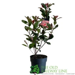 Photinia Fraseri 'Carré Rouge' 2Ltr Pot (NL) -Elho Shop 0000000398517