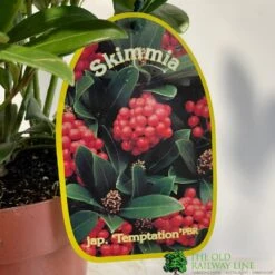 Skimmia Japonica 'Temptation' 2Ltr Pot (NL) -Elho Shop 0000000398528 2