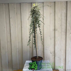 Cotoneaster 'Juliette' 80cm Tall (NL) -Elho Shop 00000625 2