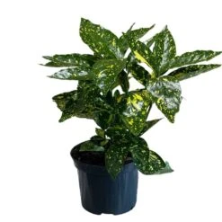 Aucuba Japonica 'Golden King' 2Ltr Pot (NL)