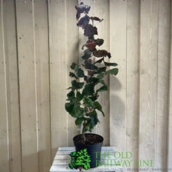 Corylus 'Red Majestic' Hazel Tree 70cm Tall (NL) -Elho Shop 00002653 2