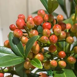 Skimmia Japonica 'Pabella' 4Ltr Pot (NL) -Elho Shop 00004158 3