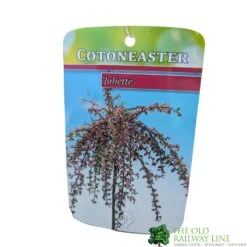 Cotoneaster 'Juliette' 80cm Tall (NL) -Elho Shop 30001111 1