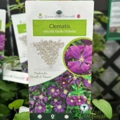 Clematis 'Etoile Violette' Climber 3Ltr Pot