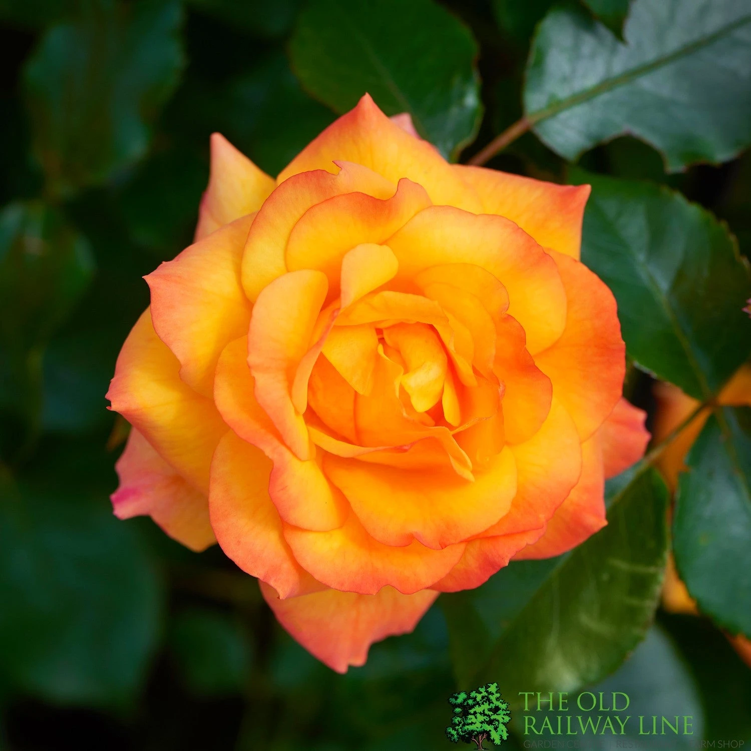 Orange Climbing Rose 'Redova Courtyard' 4Ltr Pot 1 Orange Climbing Rose 'Redova Courtyard' 4Ltr Pot