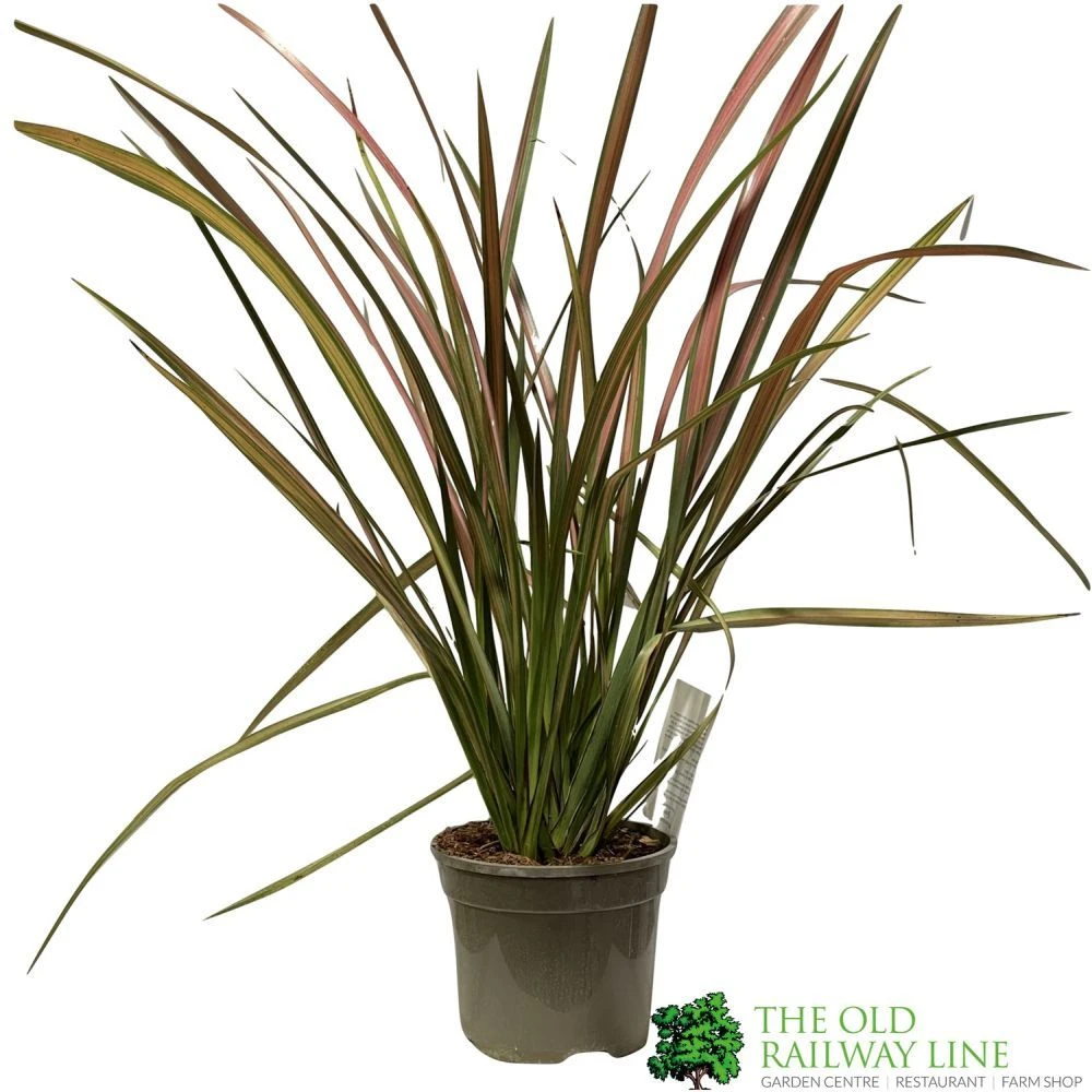 Phormium 'Jester' Flax 3Ltr Pot 1 Phormium 'Jester' Flax 3Ltr Pot