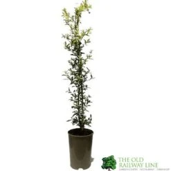 Ceanothus 'Lemon And Lime' Plant 3Ltr Pot