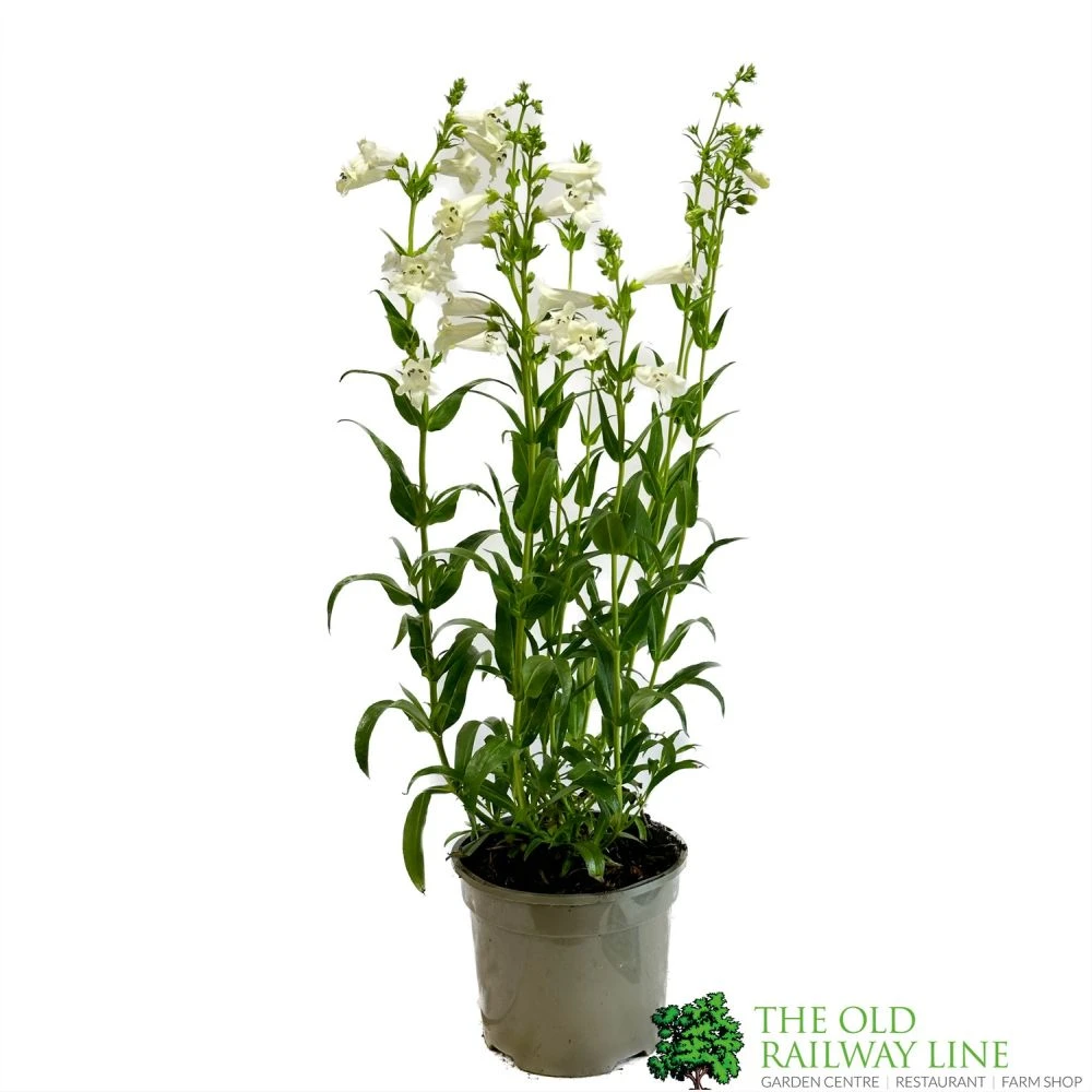 Penstemon 'Harlequin Lilac' Plant 2 Ltr Pot 1 Penstemon 'Harlequin Lilac' Plant 2 Ltr Pot
