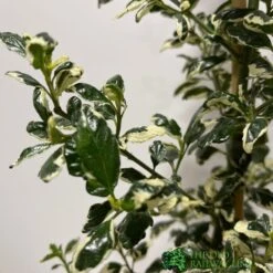 Front Page -Elho Shop 5019801123035 2