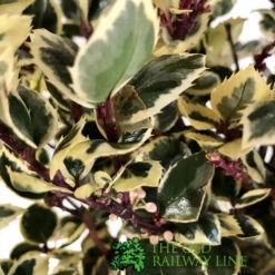 Front Page -Elho Shop 5019945014183 2