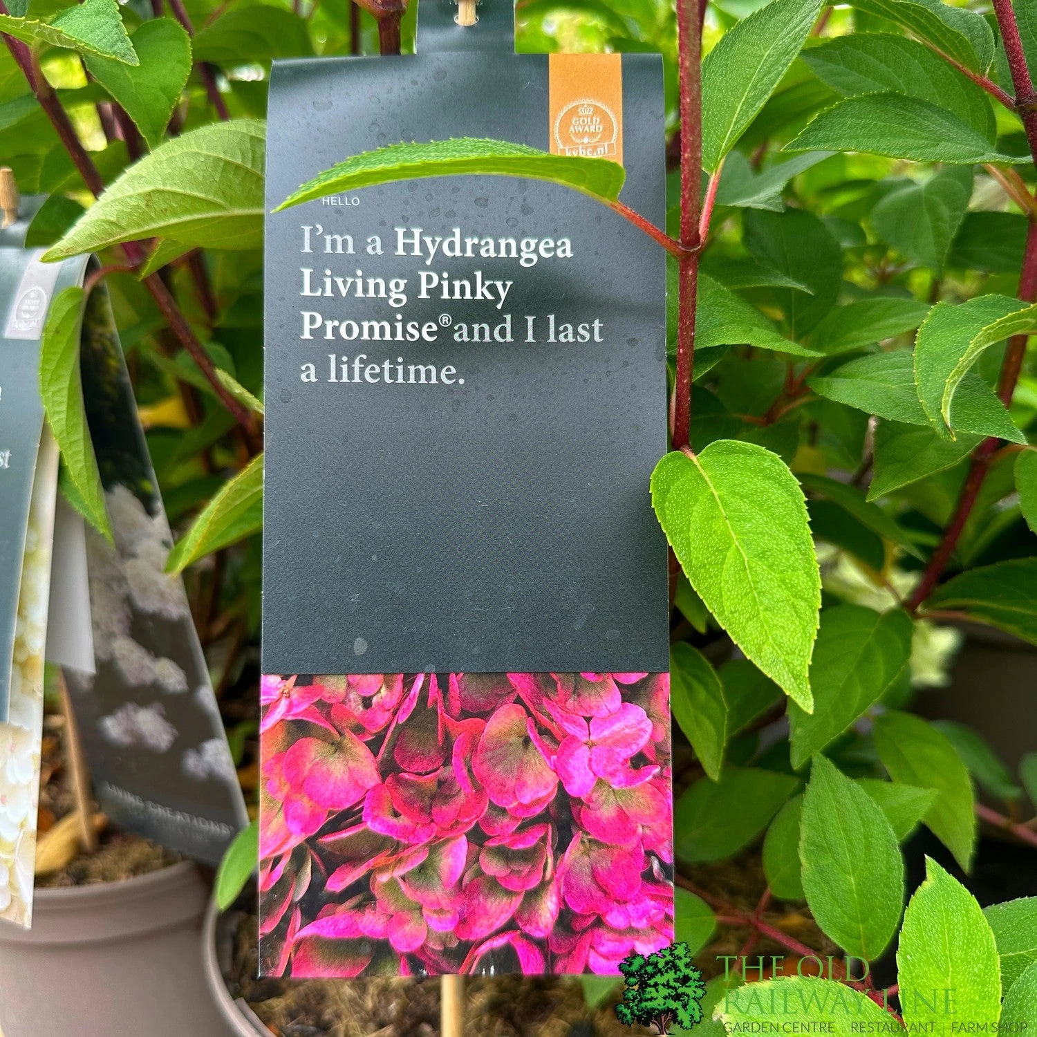 Hydrangea Paniculata 'Pinky Promise' 5Ltr Pot 1 Hydrangea Paniculata 'Pinky Promise' 5Ltr Pot