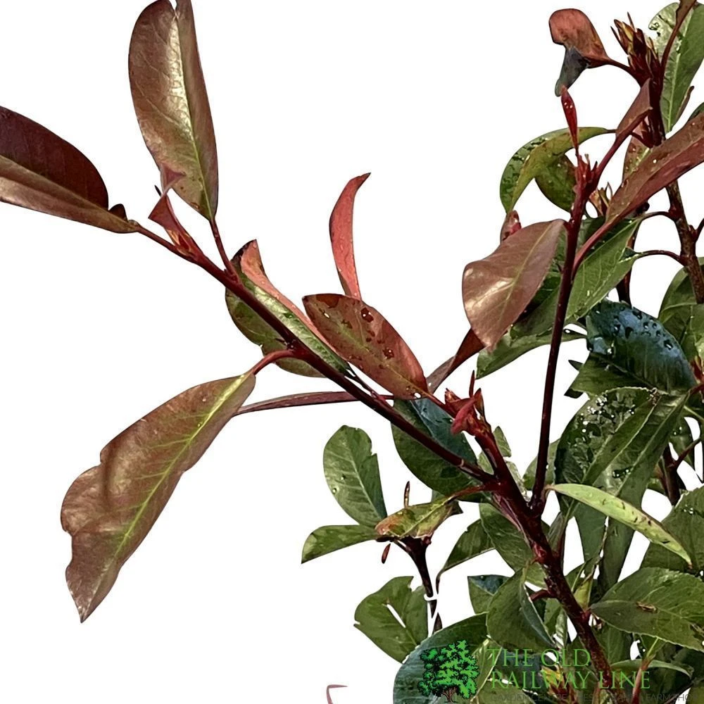 Photinia Fraseri 'Red Robin' 80cm Tall (IT) 2 Photinia Fraseri 'Red Robin' 80cm Tall (IT) - Image 2