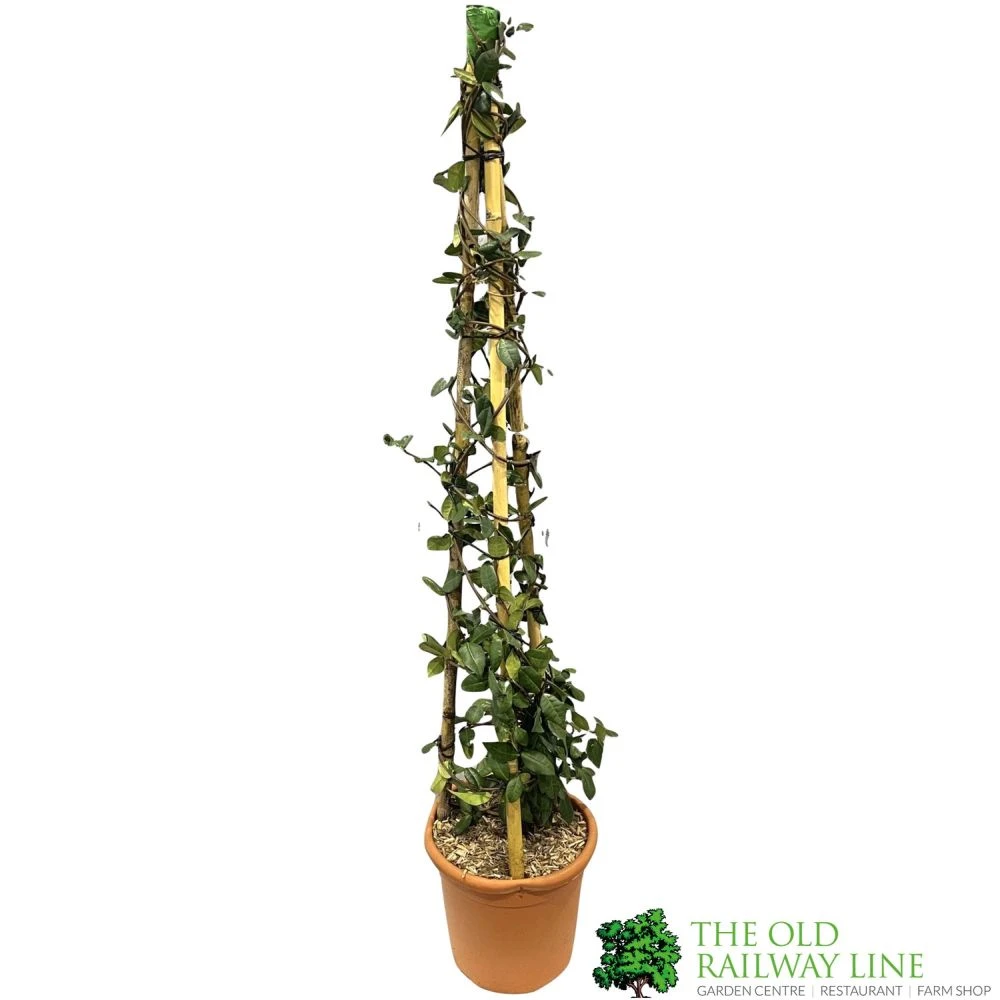 Trachelospermum Jasminoides 'Star Jasmine' Tripod Climber 120cm Tall (IT) 1 Trachelospermum Jasminoides 'Star Jasmine' Tripod Climber 120cm Tall (IT)
