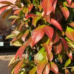 Trachelospermum Jasminoides Arch Trained Jasmine Climber 18Ltr Pot -Elho Shop 5021768019641 2