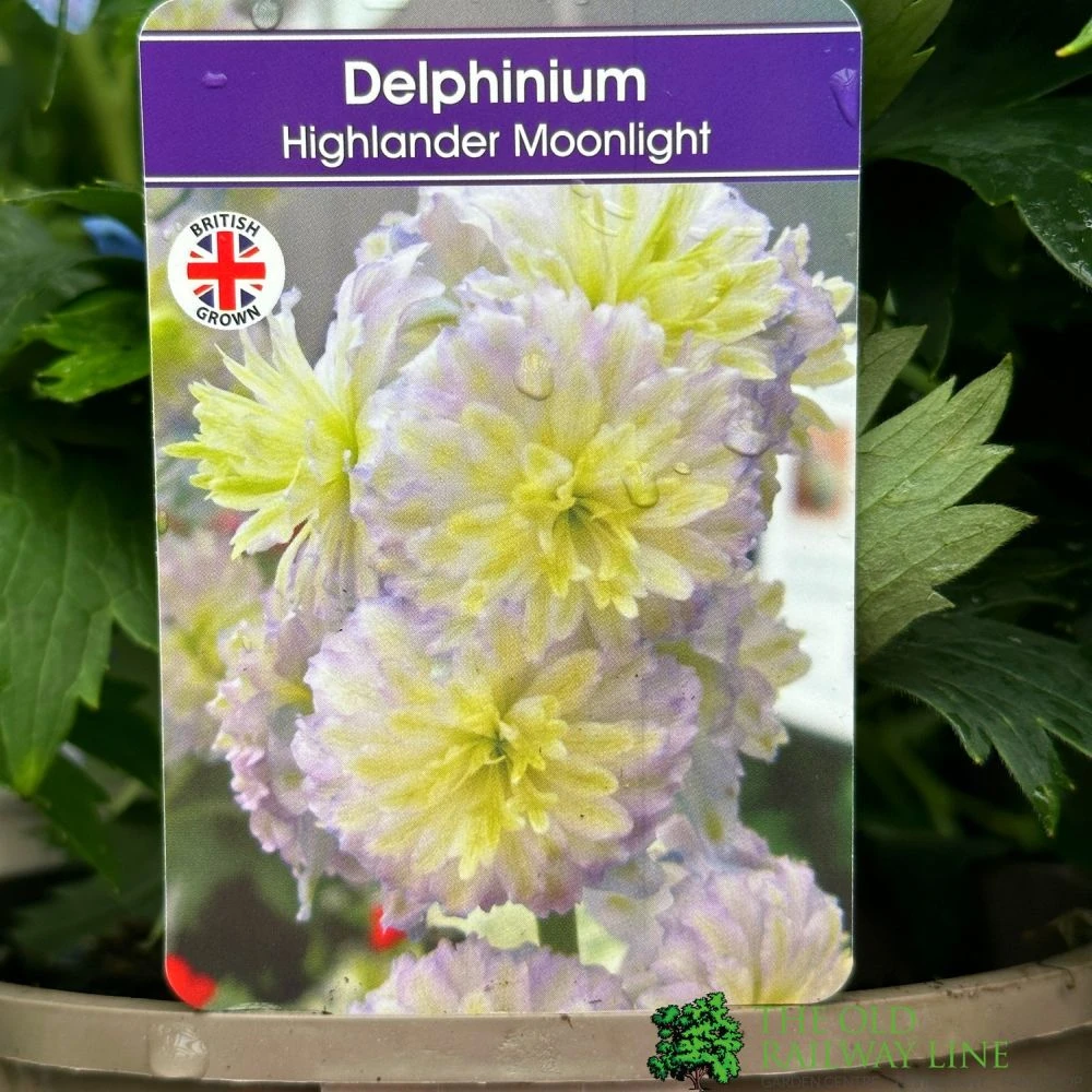Delphinium 'Moonlight' 3Ltr Pot 1 Delphinium 'Moonlight' 3Ltr Pot