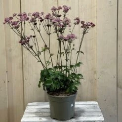 Astrantia 'Star Of Love' Plant 3 Ltr -Elho Shop 5021768072080 2