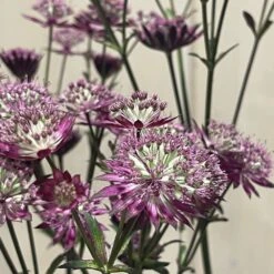 Astrantia 'Star Of Love' Plant 3 Ltr -Elho Shop 5021768072080 3
