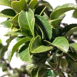 Euonymus Japonicus 'Benkomasaki' 40cm Tall (IT) -Elho Shop 5021768087787 3