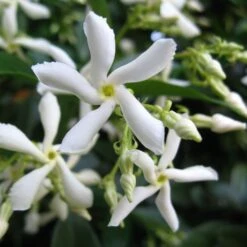Trachelospermum Jasminoides 'Star Jasmine' Tripod Climber 120cm Tall (IT) 5 Trachelospermum Jasminoides 'Star Jasmine' Tripod Climber 120cm Tall (IT) -Elho Shop 5021768087930 2 e192d392 7a65 4b82 b30c 4daa1dd0ffc3