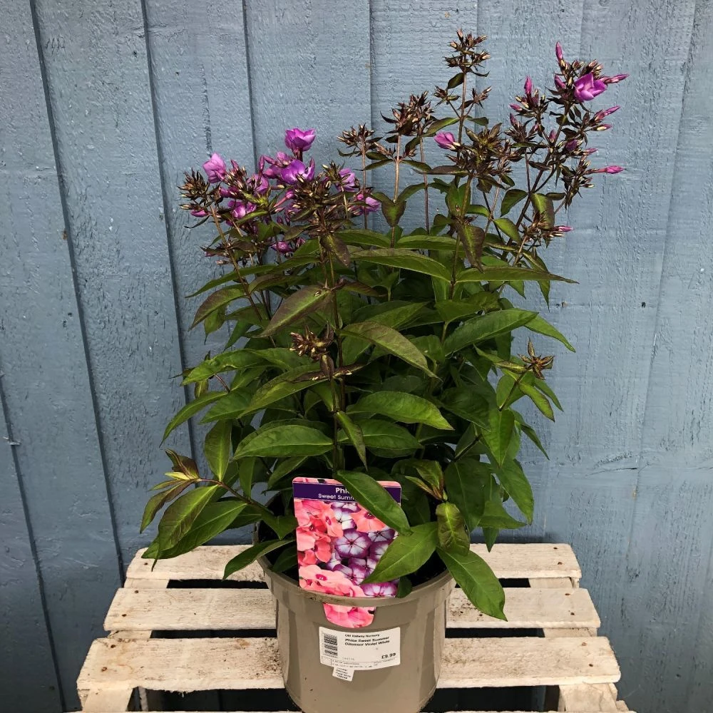 Phlox 'Sweet Summer Violet White' 3Ltr Pot 1 Phlox 'Sweet Summer Violet White' 3Ltr Pot