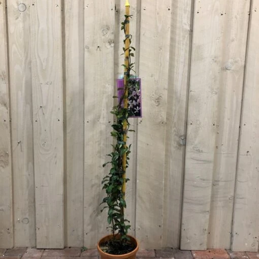 Trachelospermum Asiaticum 'Pink Showers' Climber 1m Tall (IT) -Elho Shop 5021768148280 6df0581f e8cb 43c2 bb59 191ddfd9f110