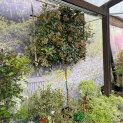 Photinia X Fraseri 'Red Robin' Pleached Form 2m Tall 5 Photinia X Fraseri 'Red Robin' Pleached Form 2m Tall -Elho Shop 5021768148341 3