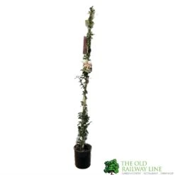 Trachelospermum Asiaticum 'Pink Showers' Climber 1m Tall (IT) -Elho Shop 5021768178096 2