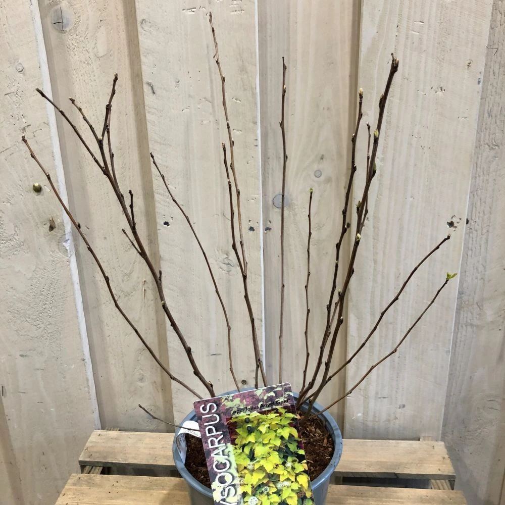 Physocarpus Opulifolius 'Angel Gold' Ninebark Plant 3Ltr Pot 2 Physocarpus Opulifolius 'Angel Gold' Ninebark Plant 3Ltr Pot - Image 2