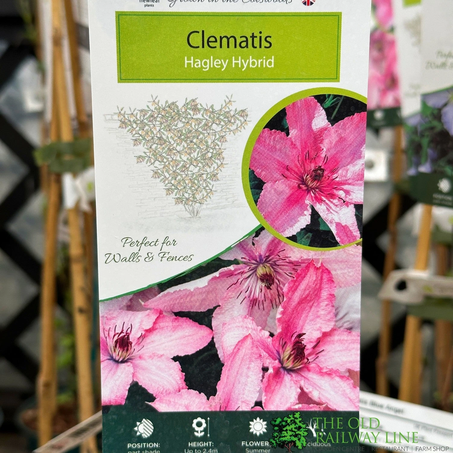 Clematis 'Hagley Hybrid' Climber 2Ltr Pot 1 Clematis 'Hagley Hybrid' Climber 2Ltr Pot