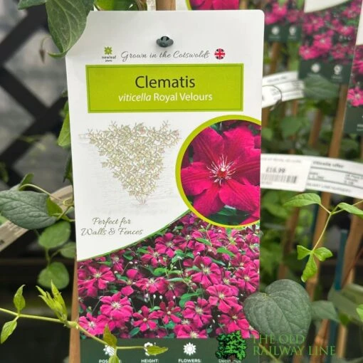 Clematis Viticella 'Royal Velours' Climber 3Ltr Pot -Elho Shop 5025338001623