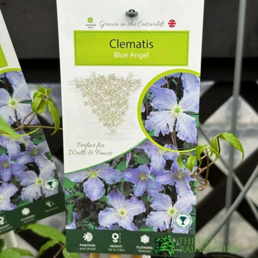 Clematis 'Blue Angel' Climber 2Ltr Pot -Elho Shop 5025338003320 5a7d9f48 6ddb 4513 90d6 50759181d114