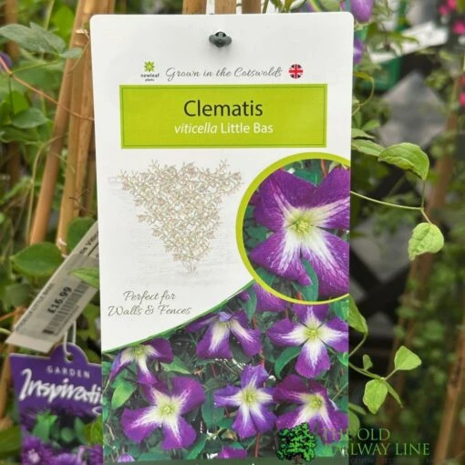 Clematis 'Little Bas' Climber 3Ltr Pot -Elho Shop 5025338005324