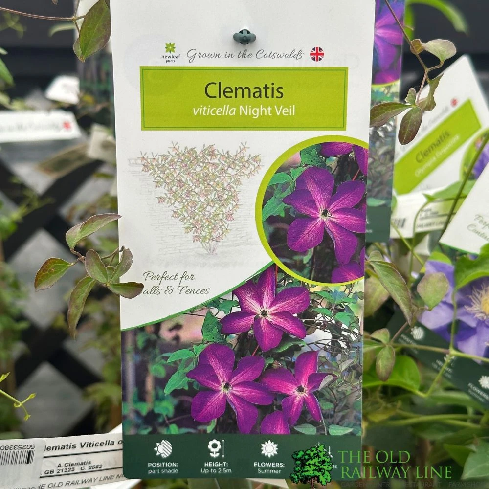 Clematis 'Night Veil' Climber 3Ltr Pot 1 Clematis 'Night Veil' Climber 3Ltr Pot