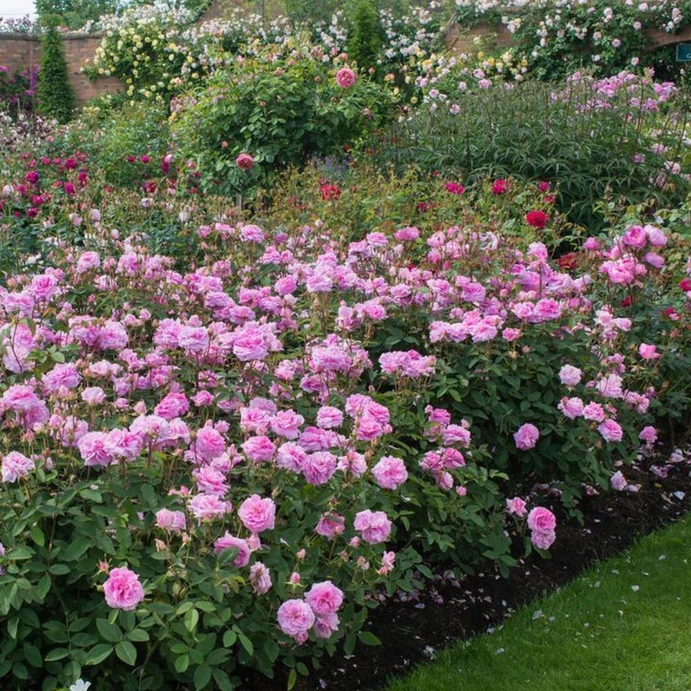 David Austin 'The Mayflower' Pink English Rose 6Ltr Pot 2 David Austin 'The Mayflower' Pink English Rose 6Ltr Pot - Image 2