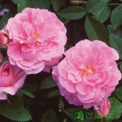 David Austin 'The Mayflower' Pink English Rose 6Ltr Pot