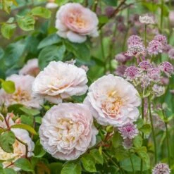 David Austin 'Emily Brontë' Pink English Rose 6Ltr Pot -Elho Shop 5031825021869 3 9b7506c8 1c1e 4c44 9a3b 79c60ca6b933