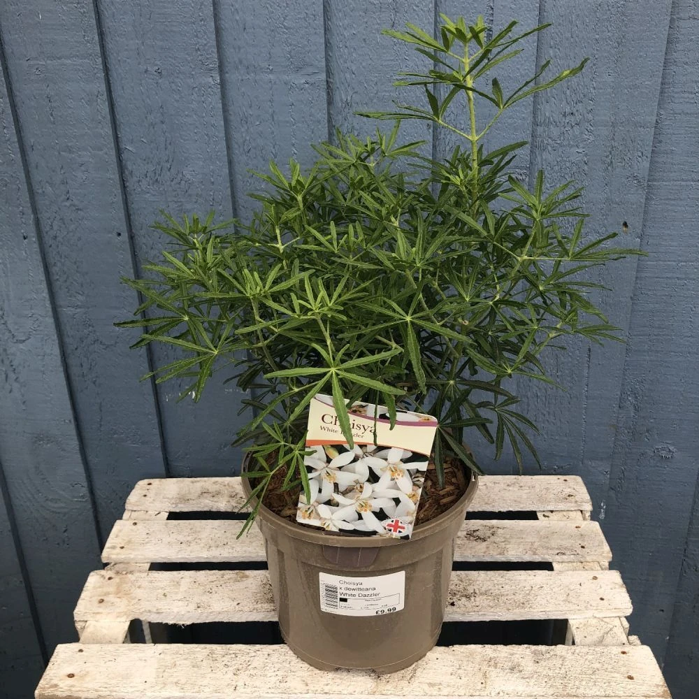 Choisya ? Dewitteana 'White Dazzler' Mexican Orange Plant 3Ltr Pot 1 Choisya ? Dewitteana 'White Dazzler' Mexican Orange Plant 3Ltr Pot