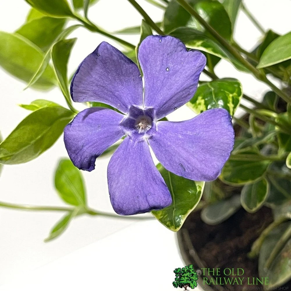 Vinca Minor 'Ralph Shugart' Plant 2Ltr Pot 2 Vinca Minor 'Ralph Shugart' Plant 2Ltr Pot - Image 2