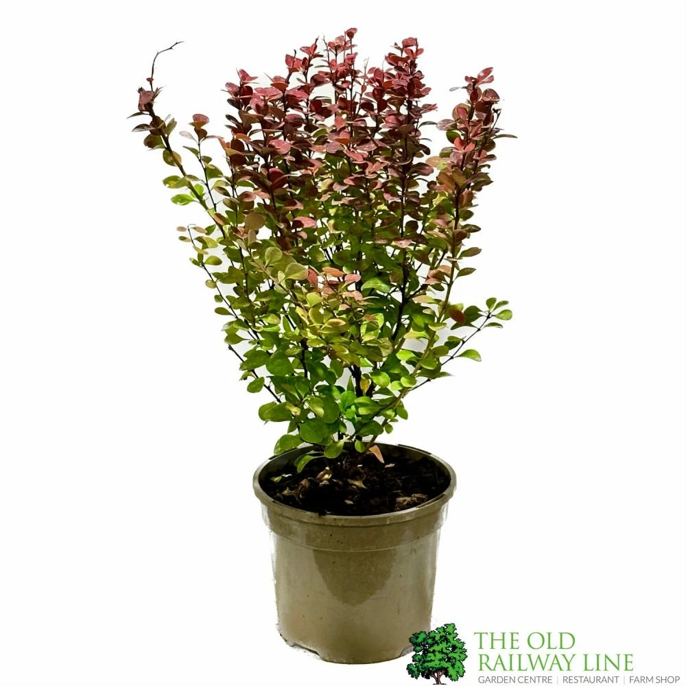 Berberis 'Orange Rocket' Japanese Barberry Plant 3 Ltr Pot 1 Berberis 'Orange Rocket' Japanese Barberry Plant 3 Ltr Pot