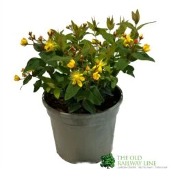 Hypericum 'Berry Red' St Johns Wort 3Ltr Pot