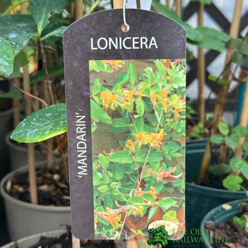 Lonicera 'Mandarin' Honeysuckle Climber 3Ltr Pot -Elho Shop 5055028618046