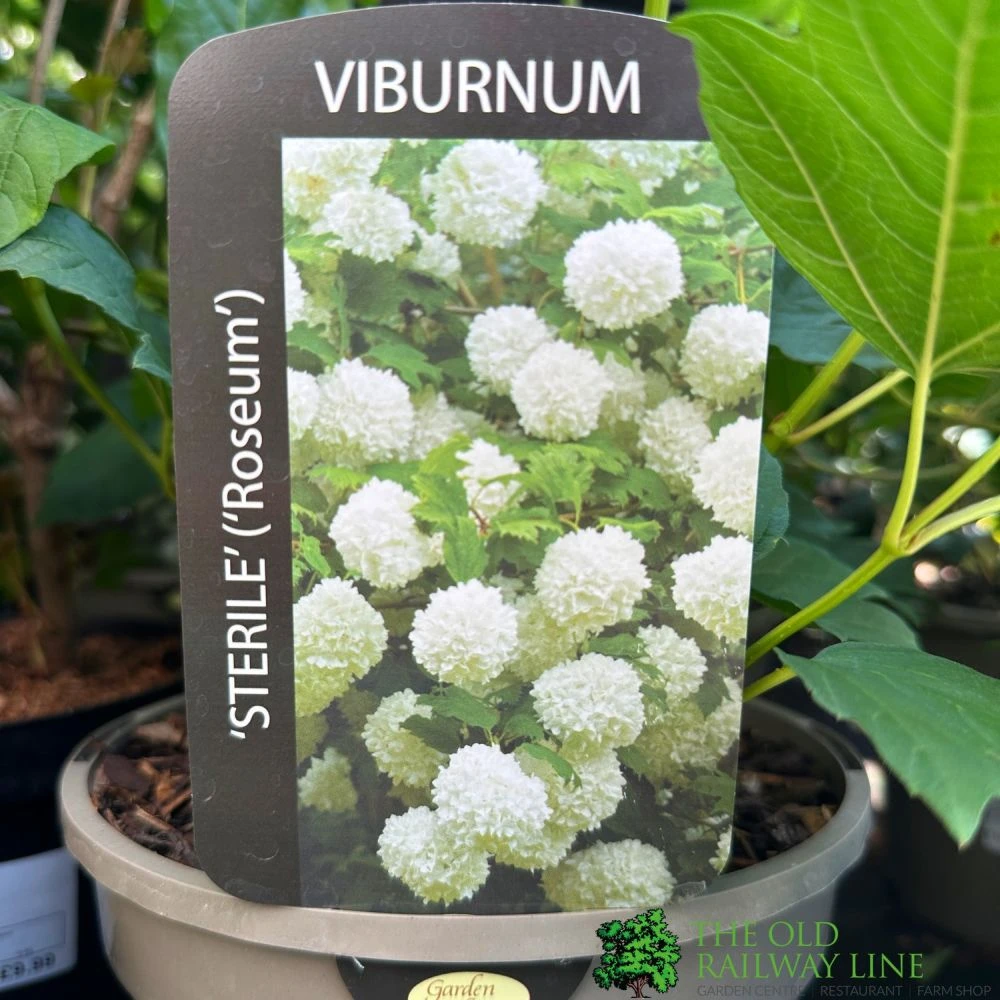 Viburnum 'Opulus Sterile' 3Ltr Pot 1 Viburnum 'Opulus Sterile' 3Ltr Pot