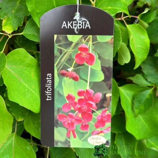 Akebia 'Tifoliata' Chocolate Vine 3Ltr Pot -Elho Shop 5055028643710