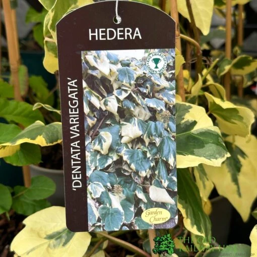 Hedera Dentata 'Variegata' Climber 3Ltr Pot -Elho Shop 5055028647817