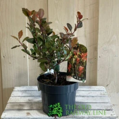 Photinia X Fraseri 'Little Red Robin' 3Ltr Pot (NL) 5 Photinia X Fraseri 'Little Red Robin' 3Ltr Pot (NL) -Elho Shop 5055286310355 2