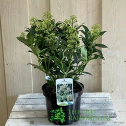 Skimmia Japonica 'Fragrant Cloud' 2Ltr Pot (NL) -Elho Shop 8718985102719 2