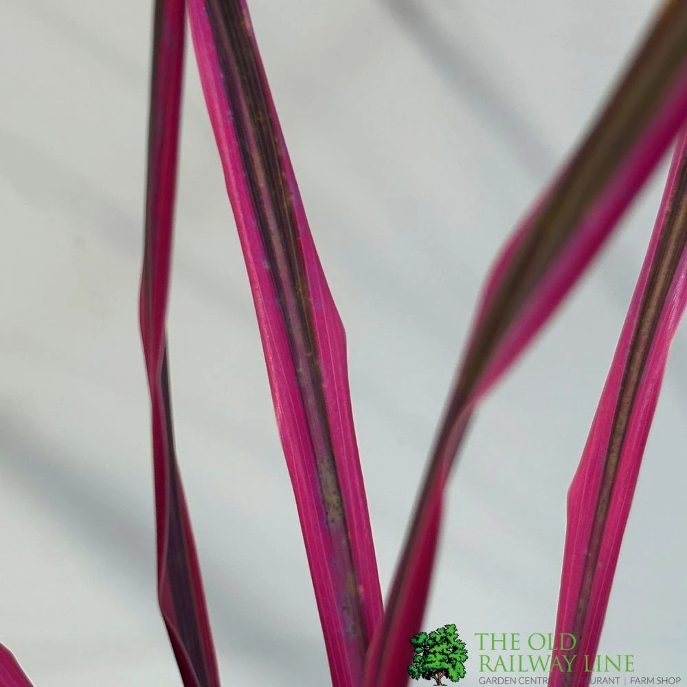 Front Page -Elho Shop 8719323141193 2